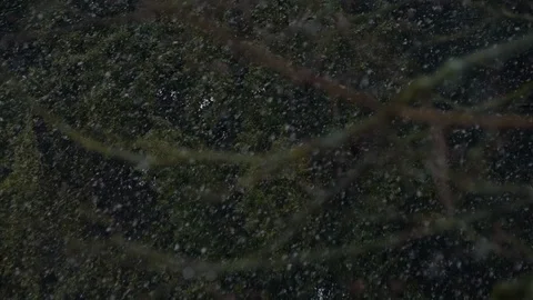 Snowing Tree Branch Shift Focus Stock Footage 126308185