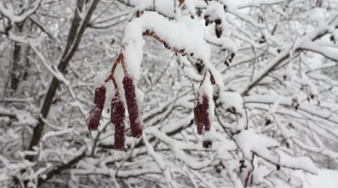 Snowing tree Branche Video stock 60612816