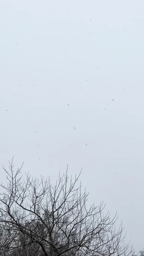 Snowing on Tree Branches in Winter, a Vertical Video of Snow Stock Footage 305605801