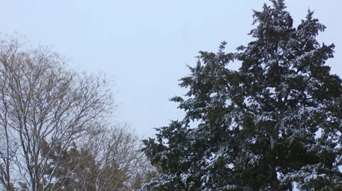 Snowing on Tree Stock Footage 32185405