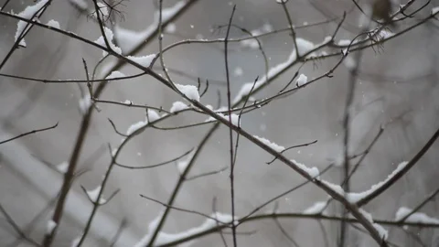 Snowing tree Stock Footage 70790189