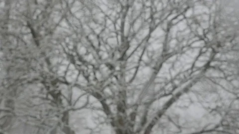 Snowing on a Tree 스톡 동영상 83983613