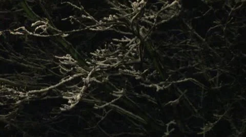 Snowing on a tree at night 00 Stock Footage 22007442