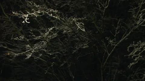 Snowing on a tree at night 03 Stock Footage 22034683