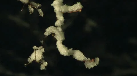 Snowing on a tree at night 05 Stock Footage 22034984