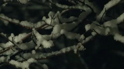 Snowing on a tree at night 06 Stock Footage 22037793