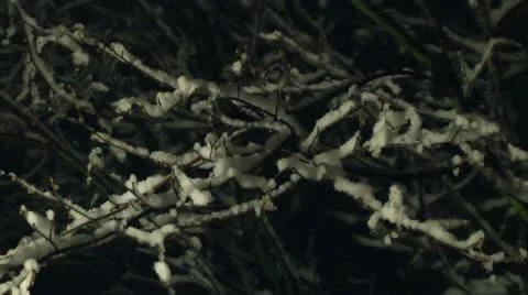 Snowing on a tree at night 08 Stock Footage 22039427