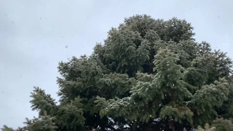 Snowing tree Pan 4K Stock Footage 250409571