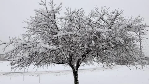 Snowing on Tree Pan 4K HDR ProRes Stock Footage 250368572