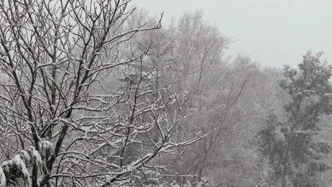 Snowing with trees and light wind Video stock 146703209