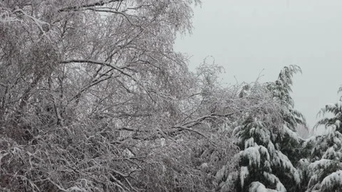 Snowing with trees covered in snow Video stock 146702460