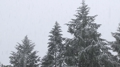 Snowing on Trees Stock Footage 75210566