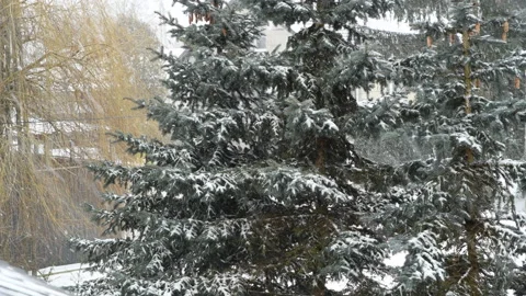 Snowing on trees in winter. Freezing cold winter weather. Stock Footage 148157724