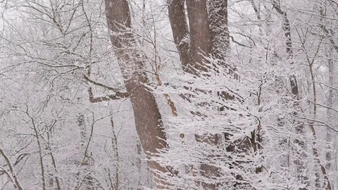 Snowing on Trees in the Woods, Slow Motion Stock Footage 85224498