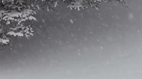 Snowing under the spruce tree Stock Footage 59090717