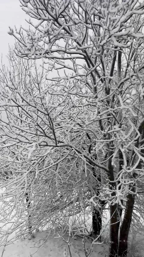 Snowing view in forest by winter Stock Footage 337061144
