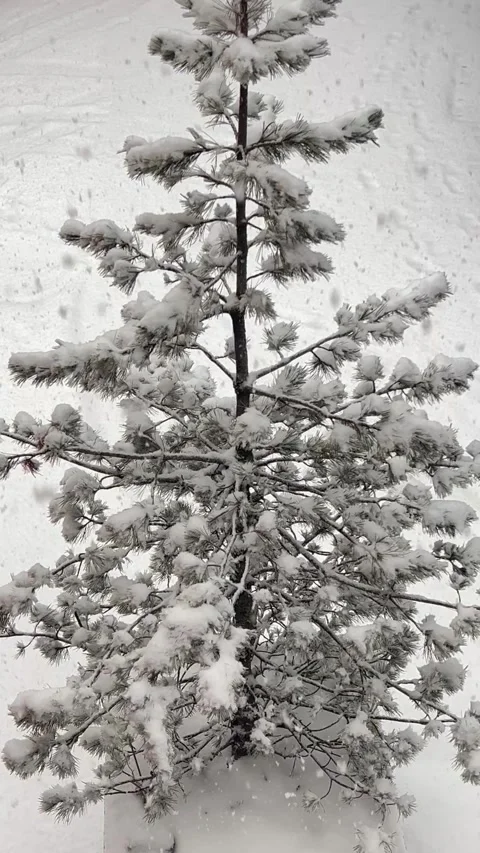 Snowing view over a pine tree, covered under white in French alps by winter Stock Footage 334410275