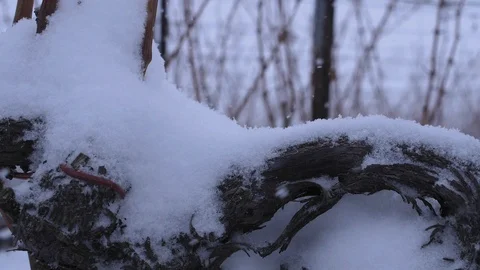 Snowing in a vineyard, timelapse Stock Footage 99336788