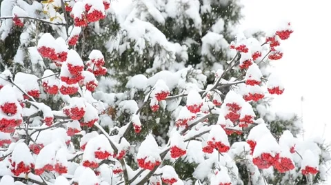 Snowing on white and green background with red rowan berries Stock Footage 44985972