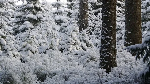 Snowing in white winter forest Stock Footage 71447337