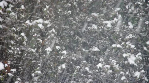 Snowing in winter Stock Footage 52113000