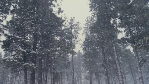 Snowing Winter Video stock 90995268