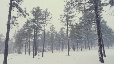 Snowing Winter Stock Footage 90995286