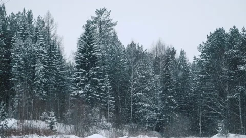 Snowing in the winter forest, appearance from blur. White tree covered with snow Stock Footage 146269484