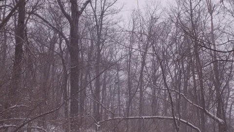 Snowing Winter Forest Scene Stock Footage 83564371