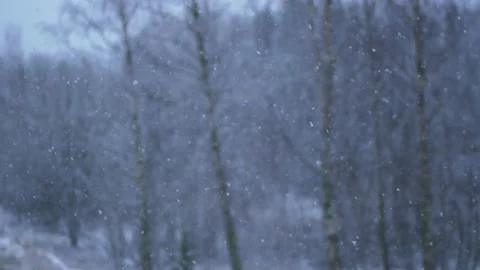 Snowing winter forest shot Stock Footage 171335818