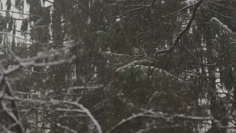 Snowing winter forest snow cold Stock Footage 98677165
