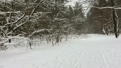 Snowing at a winter forest trail Stock Footage 217725838