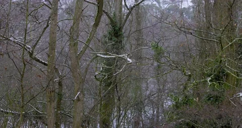 Snowing in winter in Germany 8k Stock Footage 147336731
