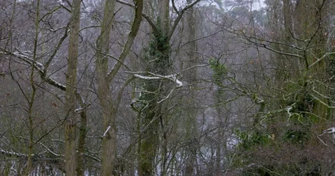 Snowing in winter in Germany Stock Footage 147336339