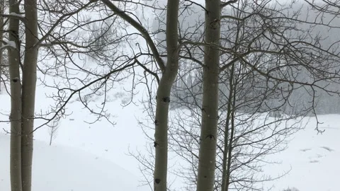 Snowing winter leafless trees Video stock 156939342