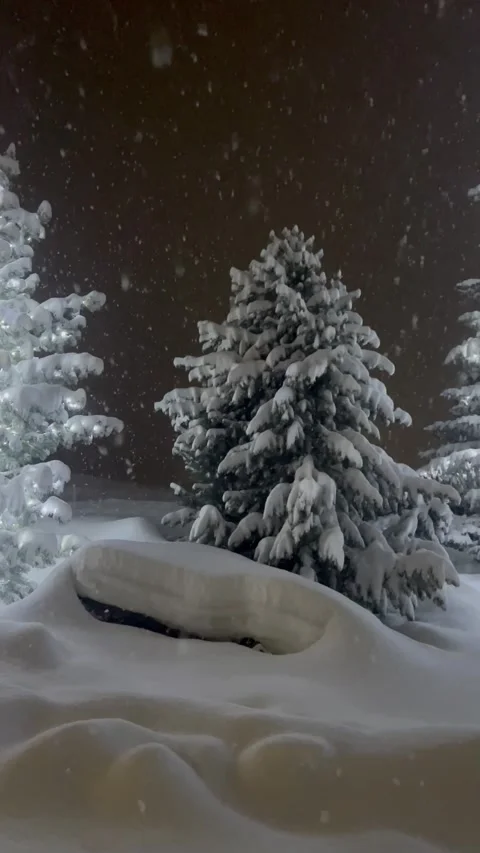 Snowing by winter on pine trees by night Stock Footage 337227762