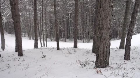Snowing Winter Walk Backpack Sicily Forest Snow Covered Path Etna Park Panning Vídeos de archivo 151232287