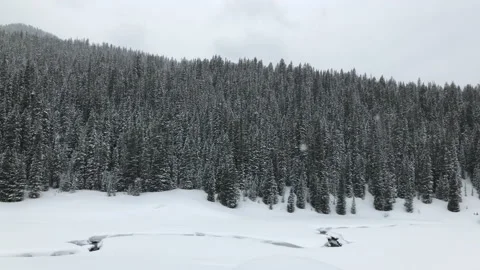 Snowing winter white sky pine trees frozen lake Stock Footage 156939742