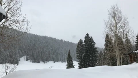 Snowing winter white sky pine trees overcast Stock Footage 156939859