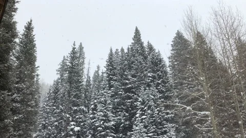 Snowing winter white sky pine trees Video stock 156939865