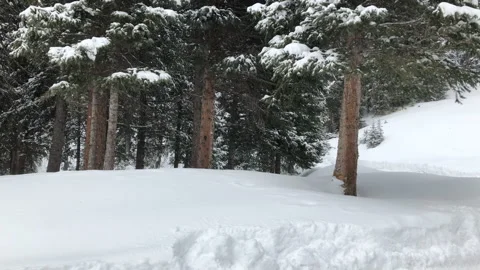 Snowing winter white sky pine trees trunks Stock Footage 156939872