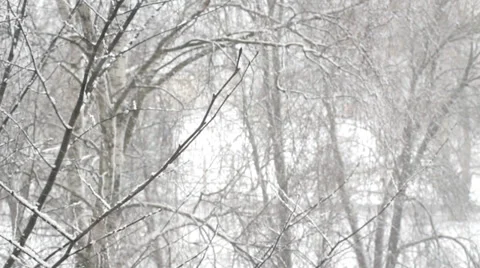 Snowing in the woods 動画素材 36246248