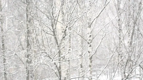 Snowing in the woods 動画素材 36397258