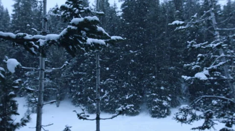 Snowing in the Woods 스톡 동영상 61021893