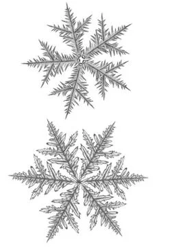 Snowlakes on the flat white background Stock Illustration
