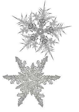 Snowlakes on the flat white background Stock Illustration