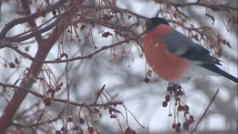 The snowman sits on a branch of an apple tree and eats the fruit of an apple Stock Footage 154616186