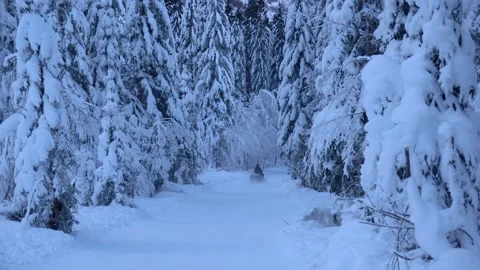 Snowmobile rides through the spruce forest in alpine valley Stock Footage 177454789