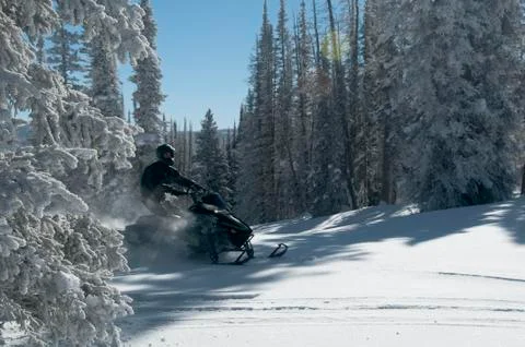 Snowmobile riding coming between trees creating powder Stock Photos
