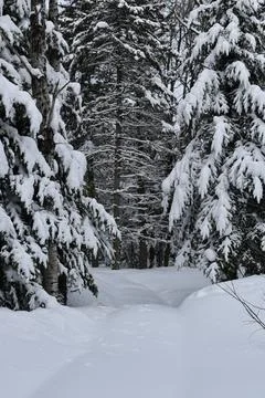 A snowmobile trail in the forest Stock Photos